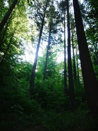 Trees in forest