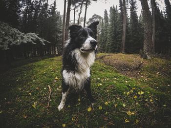 Dog on tree trunk