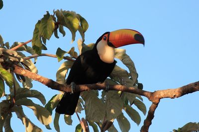 Low angle view of bird perching on branch against sky