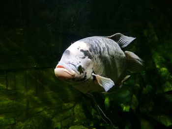 Close-up of fish swimming in sea