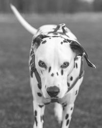 Close-up portrait of dog