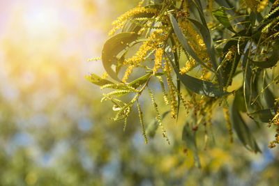 Close-up of yellow flowering plant