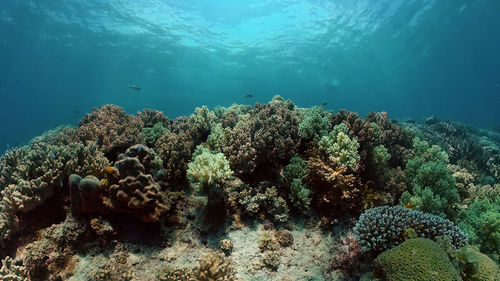 undersea