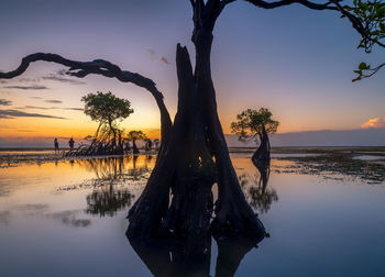 Dancing trees ii sumba - indonesia