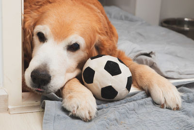 Close-up of a dog resting on bed