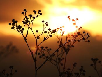 Close-up of silhouette flowering plant against sunset sky