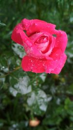 Close-up of wet pink rose