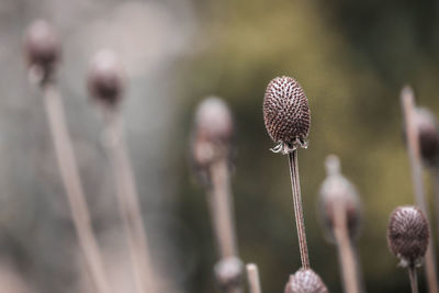 Close-up of wilted flower on field