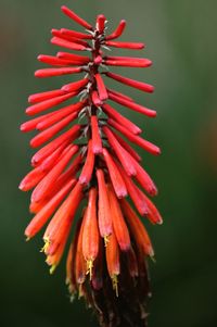 Close-up of red flower