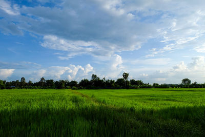 Scenic view of agricultural field against sky