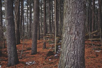 Trees in forest