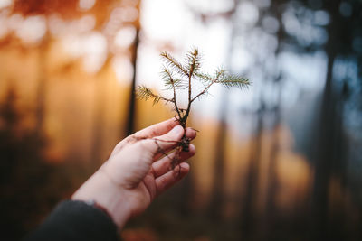 Close-up of hand holding tree