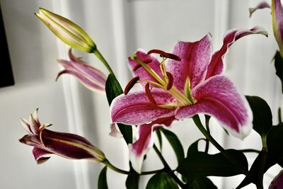 Close-up of pink lilies