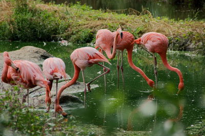 Flamingo in a lake