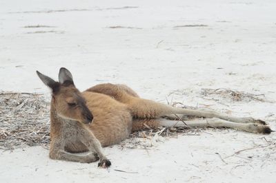 High angle view of sheep on field