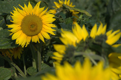 Close-up of yellow sunflower blooming outdoors
