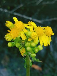 Close-up of yellow flowers