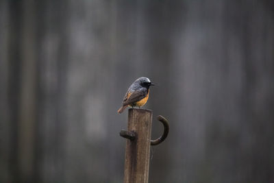 Close-up of bird perching on metal fence