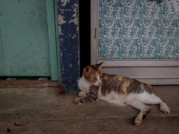 Cat lying on door