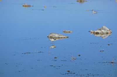 High angle view of birds on lake