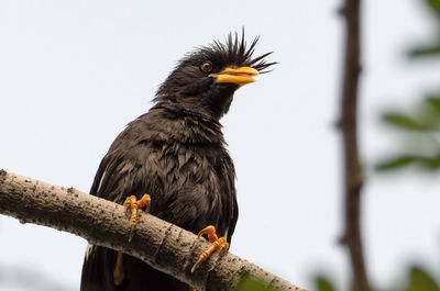 Low angle view of eagle perching on branch