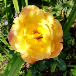 Close-up of yellow flower blooming outdoors