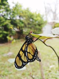 Close-up of butterfly pollinating flower