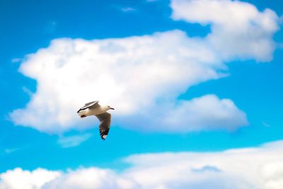 Low angle view of seagull flying in sky