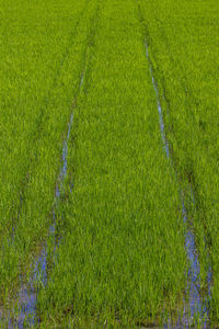 High angle view of corn field