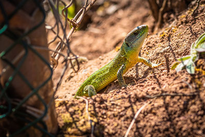 High angle view of lizard on tree