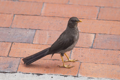 High angle view of bird perching on footpath