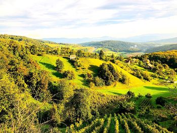 Scenic view of field against sky