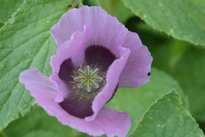 Close-up of purple flower