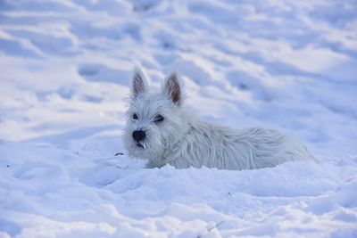 Dog in snow