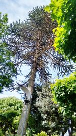 Low angle view of tree against sky