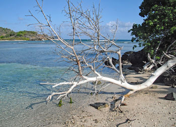 Bare tree on beach against sky