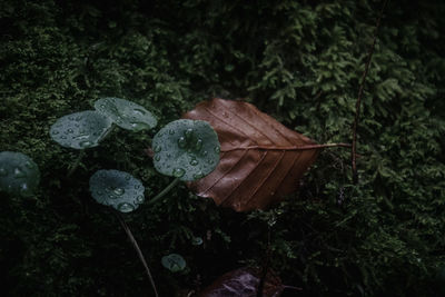 High angle view of raindrops on leaves