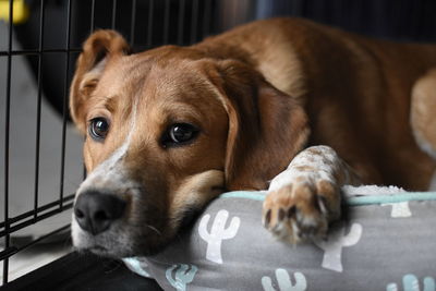 Portrait of dog resting