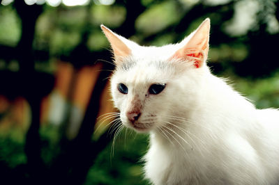 Close-up of a cat