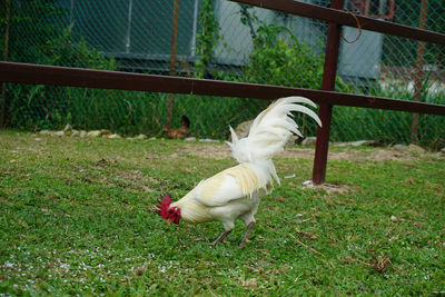 View of a bird on field