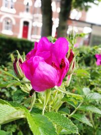 Close-up of pink flowers blooming outdoors