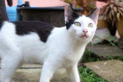 Close-up portrait of a cat