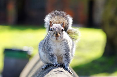 Close-up portrait of squirrel