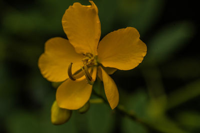 Close-up of yellow flowering plant