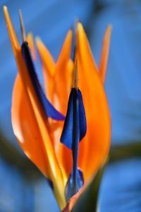 Close-up of orange flower