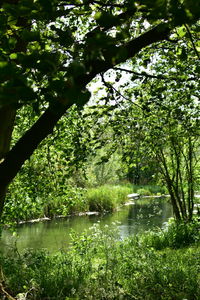 Scenic view of lake in forest