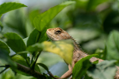 A chameleon, family- chameleonidi sits on a small branch of a tree looking for food. 