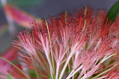 Close-up of red flowers