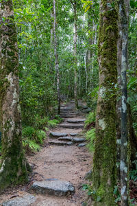 Trees in forest