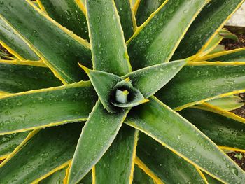 Full frame shot of succulent plant on field